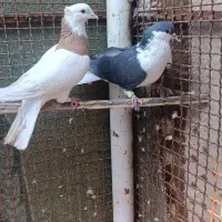 شیرازی طوقی پلاکی نر