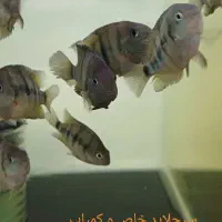 کالووس.پانک.اسلاتوس|ماهی|هشتگرد, شهرک اقدسیه|دیوار