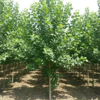 پخش عمده نهال صنوبر ارزان و پرفروش