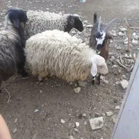 گوسفند فروشی|حیوانات مزرعه|شاهینشهر, مورچه خورت|دیوار