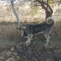 واگذاری سگ|سگ|شازند, |دیوار