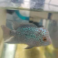 ماهی فلاور|ماهی|اصفهان, عمان سامانی|دیوار