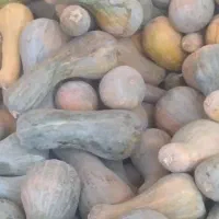 فروشی کدو حلوایی پلنگی درجه یک