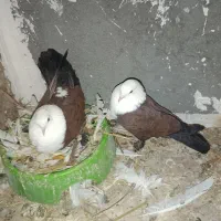 کبوتر کربلایی