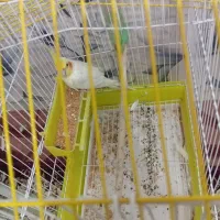 عروس هلندی نر