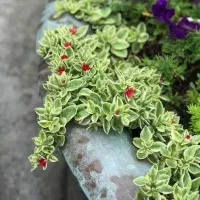 هرسکاری کاشت باغبانی نهال کاشتن فروش درختکاری درخت|خدمات باغبانی و درختکاری|تهران, اقدسیه|دیوار