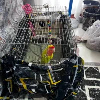 جفت طوطی کوتوله رنگ خاص مولد کار داده باقفس و لونه|پرنده|هشتگرد, شهرک ایران خودرو|دیوار