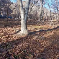 فروش ده تن درخت گردو به قطرهای پانزده تا بیست