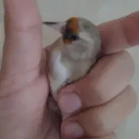 سهره ماده،متولد قفس، کار داده|پرنده|تهران, عبدلآباد|دیوار