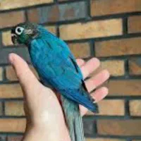 گمشده در دیر محدوده فرودگاه