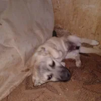 سگ پا کوتاه|سگ|تربت جام, میان جام|دیوار