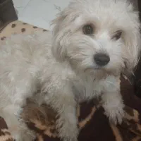 سگ شیتزو تریر|سگ|اردبیل, |دیوار