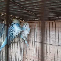 مرغ عشق  پروانه ای