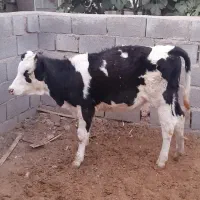 گوساله