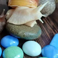 سلام فروش حلزون از۱ماه تامولد|خزنده|خرمآباد, |دیوار