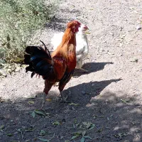 خروس گلین اصل|حیوانات مزرعه|کوثر, |دیوار