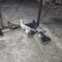 کفترجفتی تک پروندنی|پرنده|فسا, |دیوار