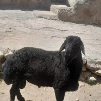 بره قوچ قره قزل مو فر