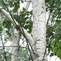 ارائه و توزیع نهال کبوده|خدمات باغبانی و درختکاری|رامجین, |دیوار