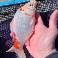 ماهی قرمز مولد آماده تخم ریزی|ماهی|اراک, |دیوار