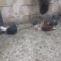 کفتر گرفتنی