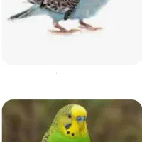 مرغ عشق و طوطی برزیلی