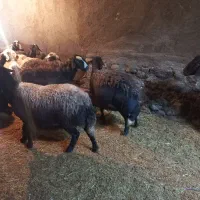 گوسفند قزل پلنگی|حیوانات مزرعه|زاغه, |دیوار