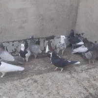 کبوتر