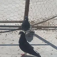 کبوتر|پرنده|شیراز, بید زرد|دیوار