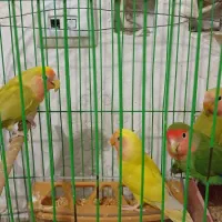 طوطی برزیلی|پرنده|بهارستان, |دیوار