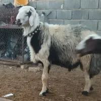 قوچ
