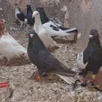 کفتر قلدر مفت