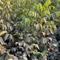 نهال پر کیفت و با تضمین|خدمات باغبانی و درختکاری|سنگر, |دیوار