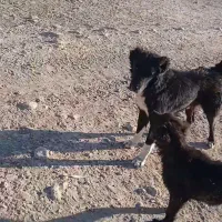 دلبر سیاه به فروش میرسد|سگ|پاسارگاد, |دیوار