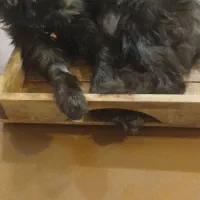 گربه حمایتی