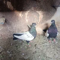 کفتر سوراخ
