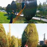 فصل بیل زنی فرم دهی گیاهان زینتی|خدمات باغبانی و درختکاری|کرج, گلشهر|دیوار