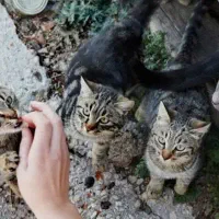 نیاز به غذایه گربه دارم ۵ تا بچه گربه