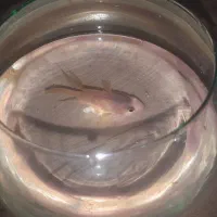 ماهی پرت رنگی (طوطی ماهی )|ماهی|شاهرود, |دیوار