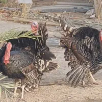 فروش بوقلمون نر