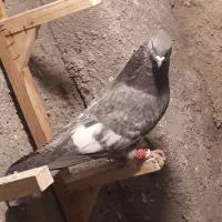 بهبونی بزن معاوضه