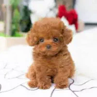 یک سگ خانگی پیدا شده