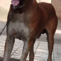 سگ نر