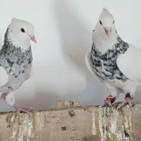 ۲ عدد طوقی سور هفت رنگ خوشگل کلاه میخ پریده|پرنده|رفسنجان, |دیوار