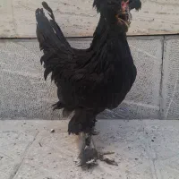 کبوتر وخروس سلطان