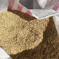 شالی دم سیاه بذری