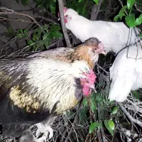 مرغ وخروس