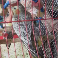 عروس هلندی یک سال نیم