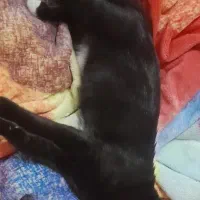 گربه میخوام کنار گربم باشه،