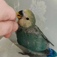 جفت مولد|پرنده|اندیمشک, |دیوار